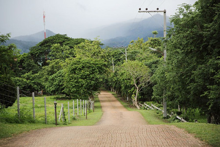 王国的森林道路图片