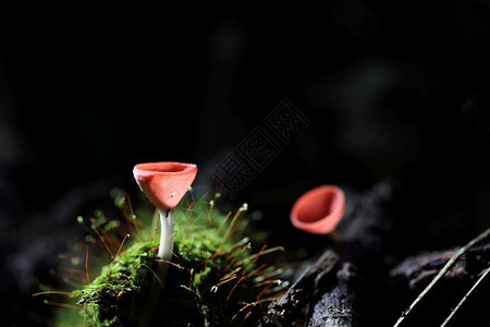 森林里的真菌图片