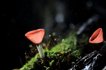 森林里的真菌图片