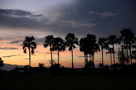 日落与椰子树图片