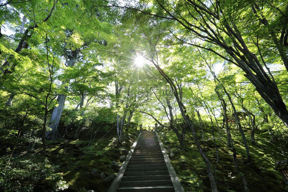 绿色花园树上的日本人步行道图片