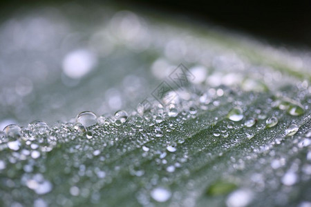 树叶背景中的雨滴图片