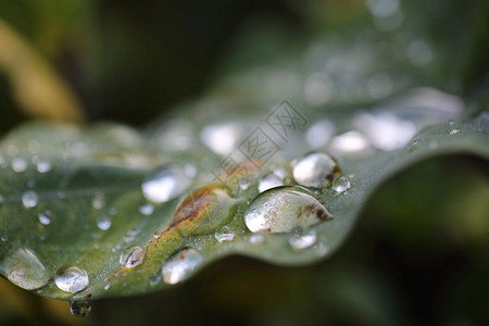 树叶上的雨滴图片