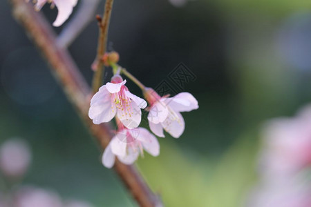 樱花图片