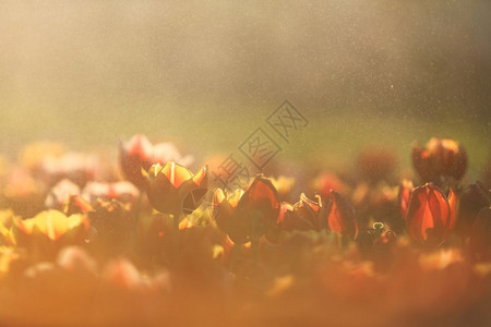 日落和雨滴中的郁金花图片