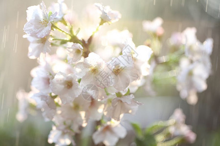 樱花雨滴图片