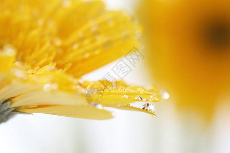 带雨滴的梅花图片