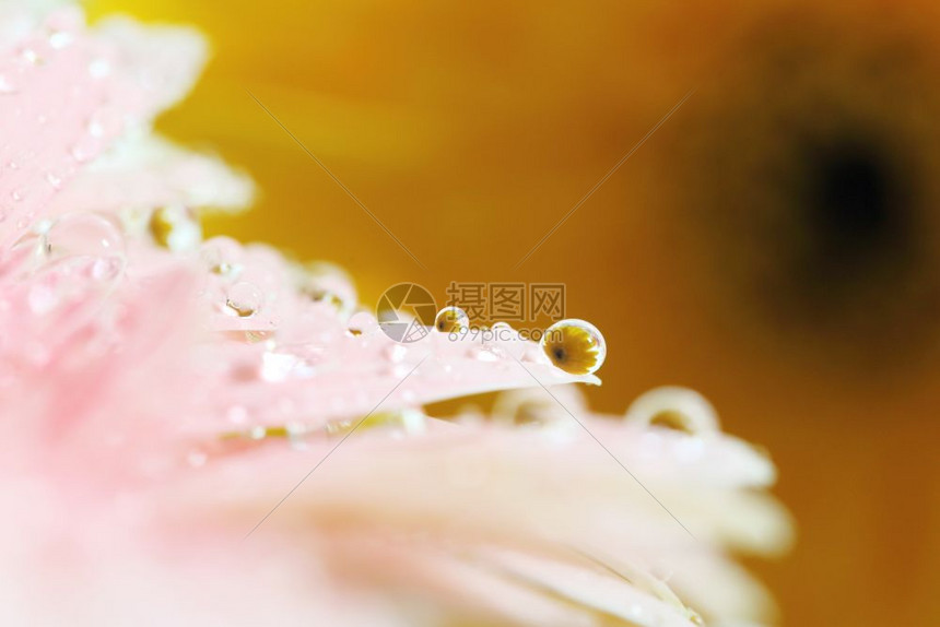 带雨滴的梅花图片