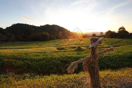 稻草人绿幕背景