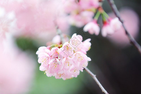 樱花粉红图片