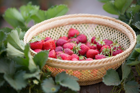 草莓田地上的新鲜草莓图片