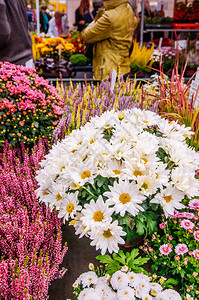 瑞士当地的花店图片