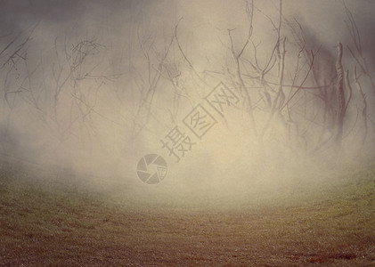 阴暗的雾景色树上布满毛骨悚然的无叶树光控插图图片