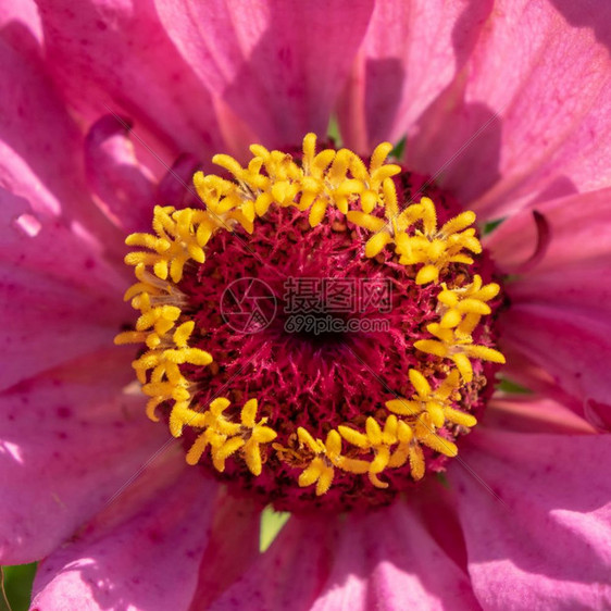 粉色金尼亚花瓣的宏观照片明亮的自然背景顶部视图盛开的花宏观照片自然花卉布局顶部视图图片