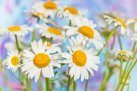 带白色花瓣和黄中心的野外花朵束和黄色中心在明亮多彩背景特接上图片