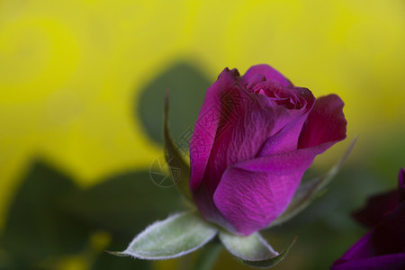 美丽的粉红色玫瑰黄背景图片