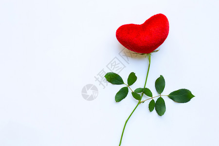 红心白色背景上有玫瑰分支复制空间情人节的概念背景图片