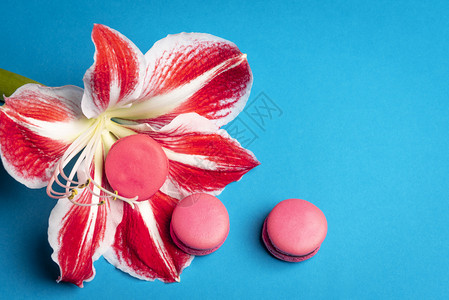 红白大花上美味的粉红花蓝色背景平地上有复制空间最起码的风格传统法国甜点图片