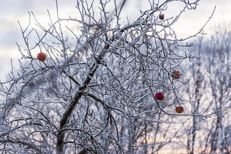 在德国冬天寒冷的岁月里剩下红苹果在树上冷冻图片