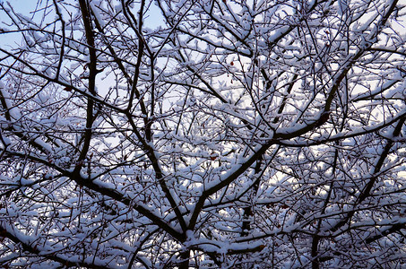 树丛的枝冰原中冬天景象图片