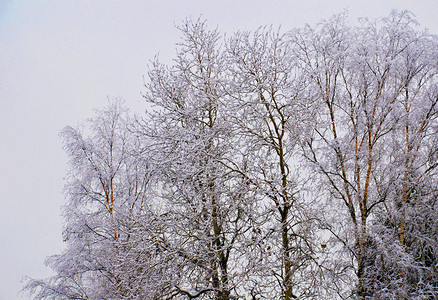 景象白树的枝在兰普冰中冬季风景图片