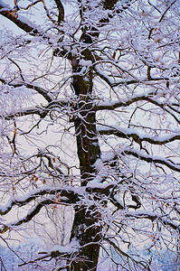 橡树的干冰原中橡树干冬天图像图片