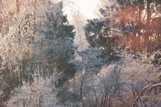 树枝和丛的寒冬阳光明媚的森林景观图片