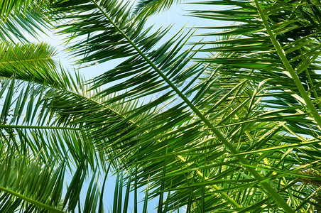 棕榈叶和蓝天空的背景图片