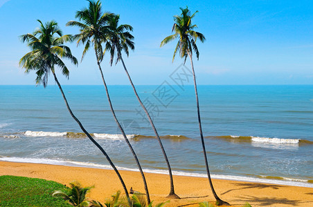 沙滩棕榈树阳光明媚的天气和美丽海洋图片