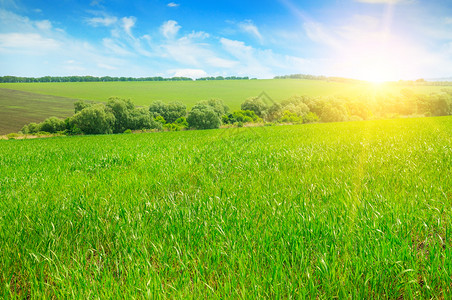 绿色田野绿色的田野和蓝天空有光云地平线上是明亮的日出农业景观背景