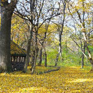 在美丽的秋天森林中栖息阳光明媚的一天图片