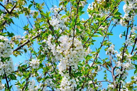 春花美丽的开树枝樱桃花和天空有然色彩背景欢迎春天图片