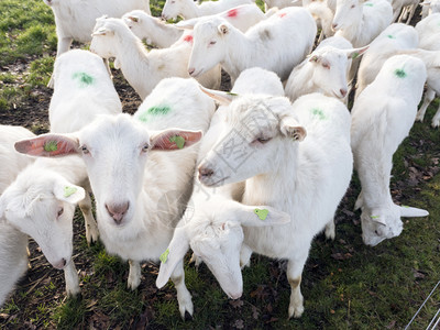 乌特勒支省杜奇沃登堡附近的乌勒支省农场附近的绿草地上白山羊背景图片
