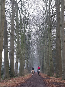 两女孩骑马走在森林道路上图片