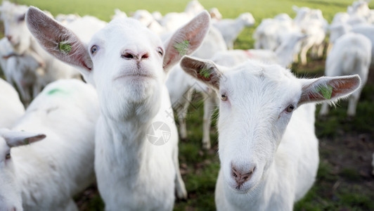 乌特勒支省杜奇沃登堡附近的乌勒支省农场附近的绿草地上白山羊背景图片