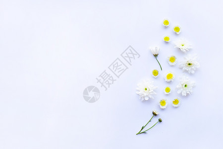 白黄色花朵底的菊图片