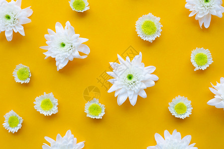 黄纸背景上的菊花图片