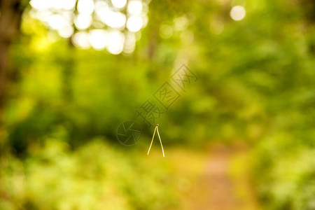 松针刺在森林中的空图片