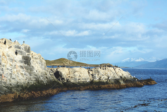 一群海豹和狮在beagl频道靠近我们怀亚德弗埃戈阿根廷的海豹和狮图片