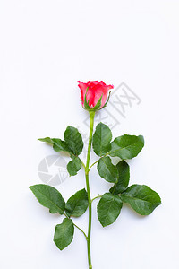 白色背景上的玫瑰图片