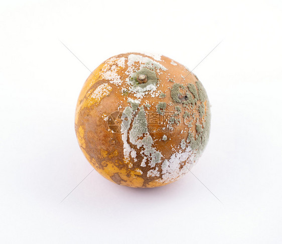 白底的腐烂和霉状橙色图片