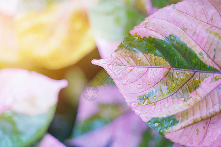 粉红色叶子有雨滴和阳光新鲜的自然背景图片