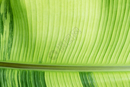 绿色香蕉叶纹理和阳光的缝合抽象自然背景图片