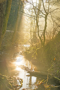 在一条小溪上的森林里阳光照耀着图片
