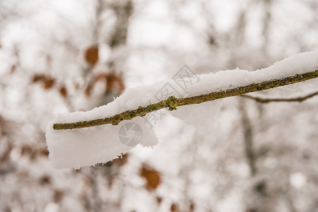 树枝上有雪帽图片