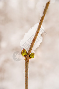 树芽上的雪帽图片