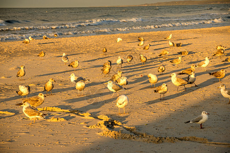 日落时海鸥在黄昏滨的鸥图片