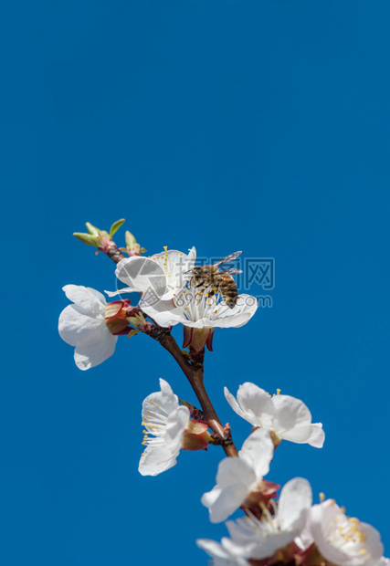 蜜蜂在樱花上图片