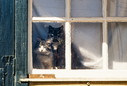 两只猫透过旧窗户看阳光明媚的照耀着旧窗户图片
