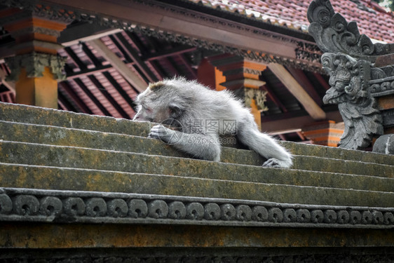 猴子睡在神圣的森林寺院屋顶上乌布德巴利印地安尼西亚猴子睡在森林的寺院屋顶上乌布德印地安尼西亚图片